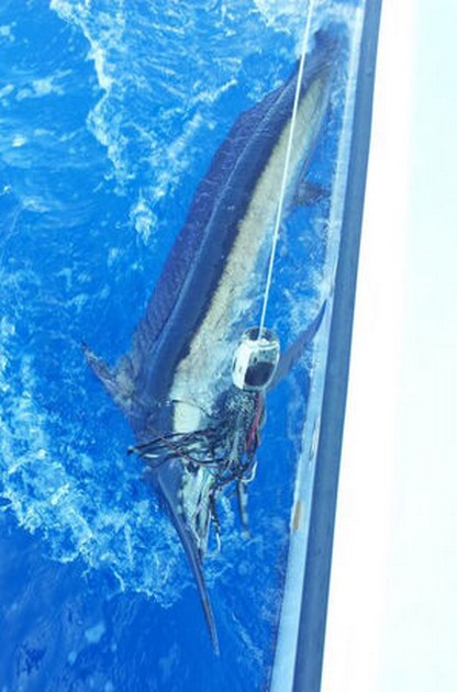 Spearfish Cavalier & Blue Marlin Sport Fishing Gran Canaria