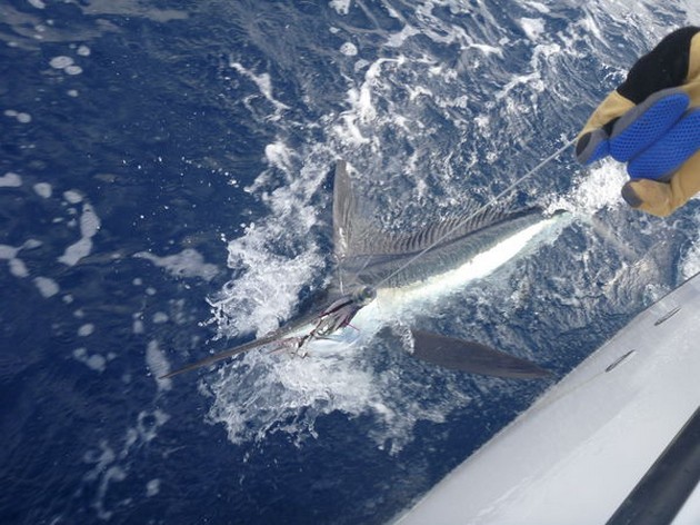 Spearfish Cavalier & Blue Marlin Sport Fishing Gran Canaria