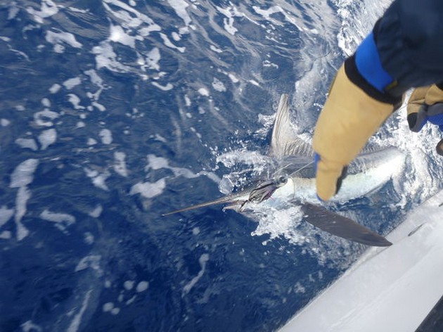 Spearfish Cavalier & Blue Marlin Sport Fishing Gran Canaria