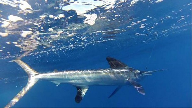 Underwater Photo Cavalier & Blue Marlin Sport Fishing Gran Canaria
