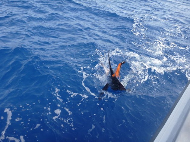 White Marlin Cavalier & Blue Marlin Sport Fishing Gran Canaria
