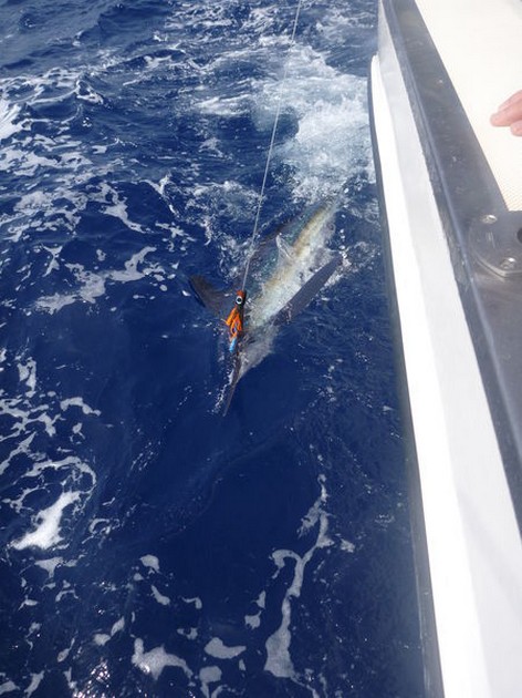 Release Me !!! Cavalier & Blue Marlin Sport Fishing Gran Canaria
