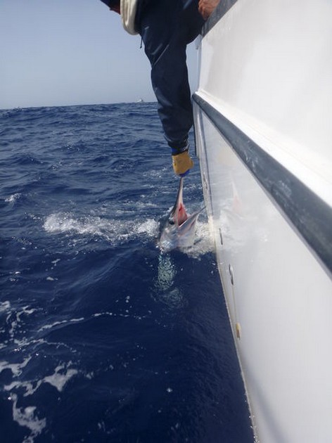 Release Me !!! Cavalier & Blue Marlin Sport Fishing Gran Canaria