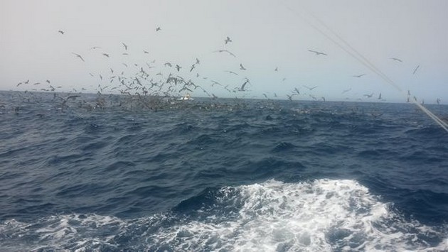 Hunting birds Cavalier & Blue Marlin Sport Fishing Gran Canaria