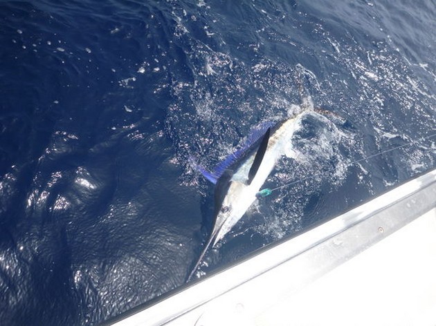 Spear fish Cavalier & Blue Marlin Sport Fishing Gran Canaria