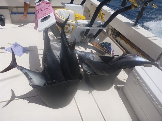 Många Albacore-tonfisk Cavalier & Blue Marlin Sport Fishing Gran Canaria