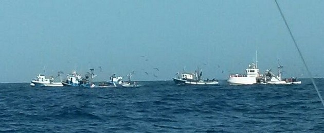 Över 40.000 kg Albacore-tonfisk Cavalier & Blue Marlin Sport Fishing Gran Canaria