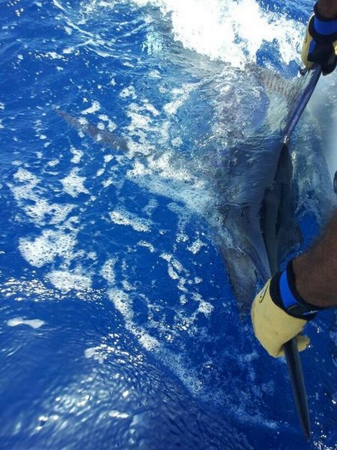 Blauwe Marlijn Gereleased Cavalier & Blue Marlin Sport Fishing Gran Canaria
