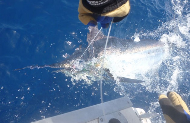 Tag & Release Cavalier & Blue Marlin Sport Fishing Gran Canaria