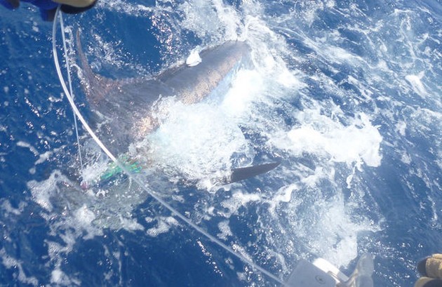 Blue Marlin Cavalier & Blue Marlin Sport Fishing Gran Canaria