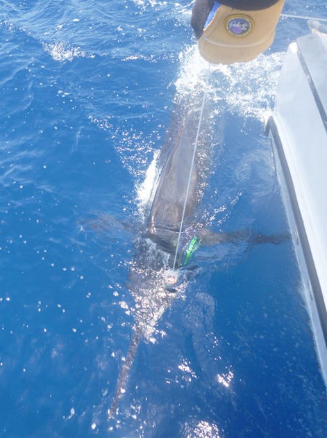 Blue Marlin Cavalier & Blue Marlin Sport Fishing Gran Canaria