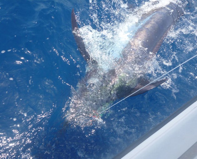 Blue Marlin Cavalier & Blue Marlin Sport Fishing Gran Canaria