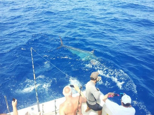 Cavalier released this morning another Blue Marlin Cavalier & Blue Marlin Sport Fishing Gran Canaria