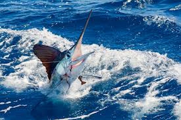 Båten Blue Marlin 3 släppte en White Marlin Cavalier & Blue Marlin Sport Fishing Gran Canaria