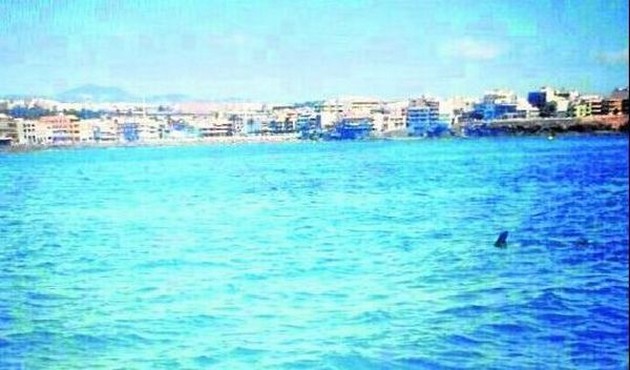 Hammer head shark near the coast of Melanera Cavalier & Blue Marlin Sport Fishing Gran Canaria