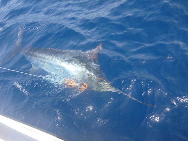 550 lb Blue Marlin Cavalier & Blue Marlin Sport Fishing Gran Canaria