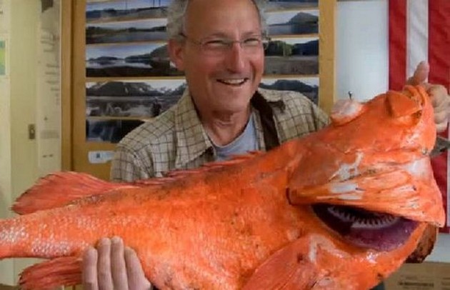 Sportvisser haalt in Alaska 200 jaar oude vis boven Cavalier & Blue Marlin Sport Fishing Gran Canaria