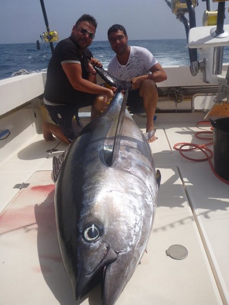 Record fish weighed  - 145 kilo - 320 lb Cavalier & Blue Marlin Sport Fishing Gran Canaria