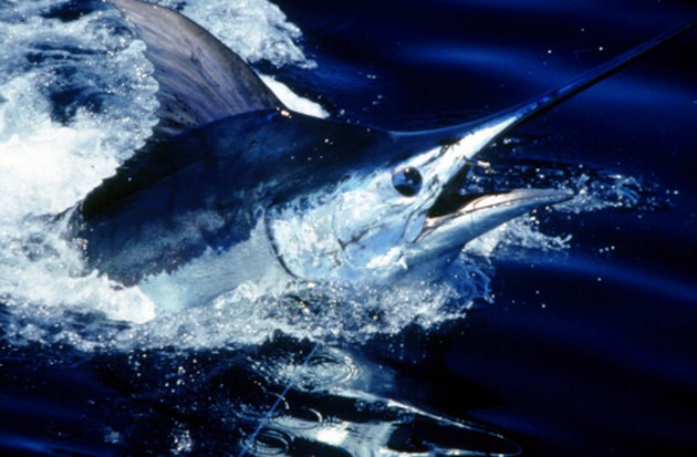 Gran Canaria: Stora blues fångade av de privata båtarna Cavalier & Blue Marlin Sport Fishing Gran Canaria