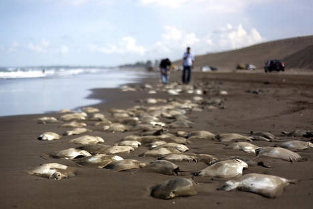 Hundreds of dead stingrays washed up on the Mexican coast Cavalier & Blue Marlin Sport Fishing Gran Canaria