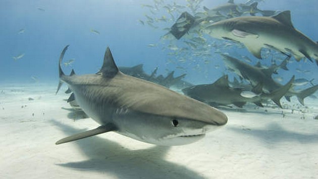 German tourist loses her arm in Hawaii shark attack Cavalier & Blue Marlin Sport Fishing Gran Canaria