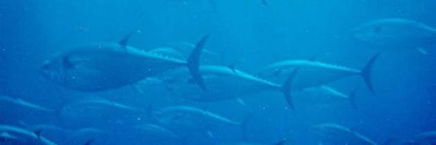 Only 4% Bluefin tuna left in the Pacific Cavalier & Blue Marlin Sport Fishing Gran Canaria