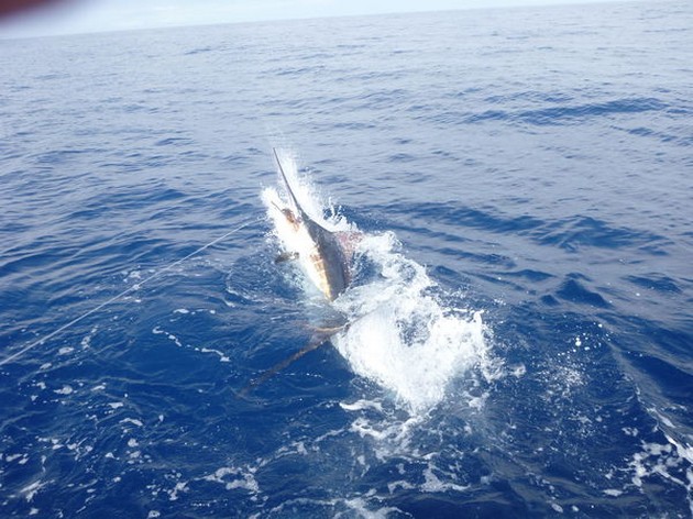 Matige vangsten vandaag voor alle sportvisboten Cavalier & Blue Marlin Sport Fishing Gran Canaria