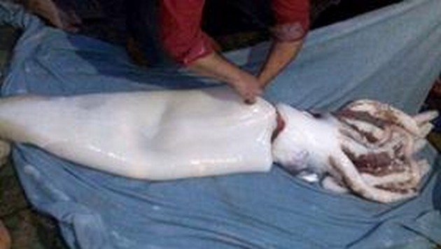 Jätte bläckfisk hittades i norra / västra Spanien Cavalier & Blue Marlin Sport Fishing Gran Canaria