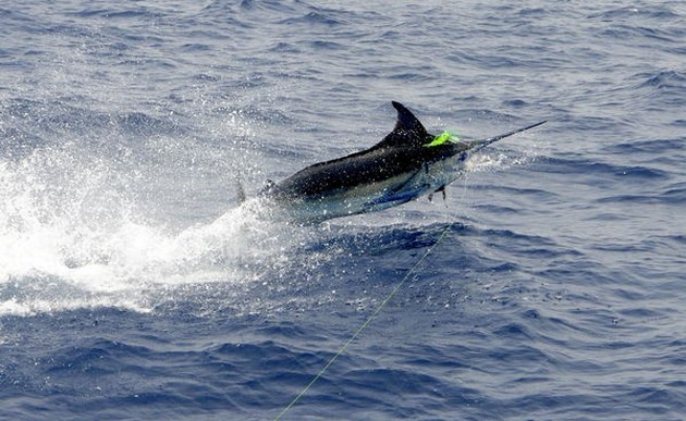Cavalier released a 180 kg Blue Marlin Cavalier & Blue Marlin Sport Fishing Gran Canaria