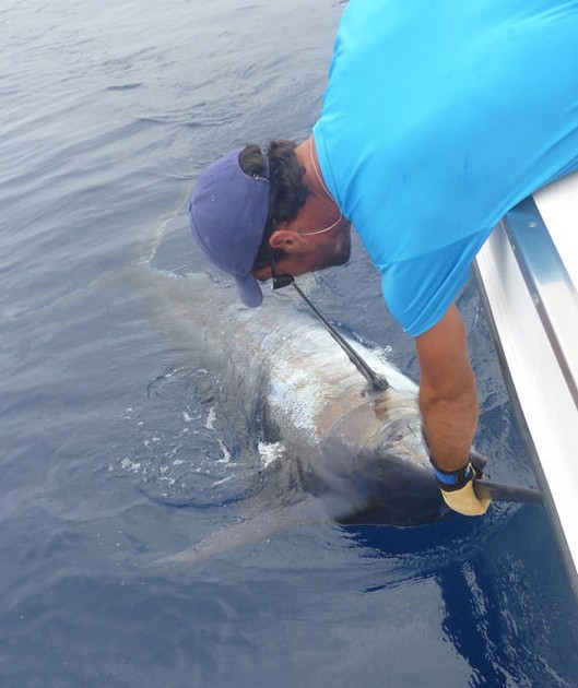 380 kg Blue Marlin released by Frank Mendrzyk from Germany Cavalier & Blue Marlin Sport Fishing Gran Canaria