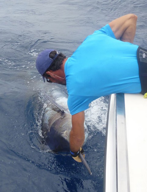 380 kg Blue Marlin released by Frank Mendrzyk from Germany Cavalier & Blue Marlin Sport Fishing Gran Canaria