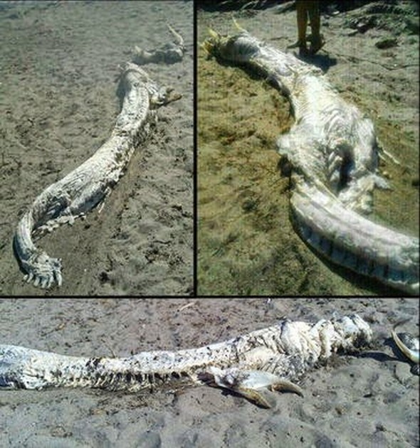 Sea ​​monster washed up on Spanish beach Cavalier & Blue Marlin Sport Fishing Gran Canaria