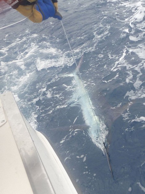White Marlin - Beautiful White Marlin besides of the boat Cavalier Cavalier & Blue Marlin Sport Fishing Gran Canaria