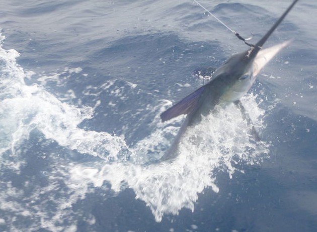 White Marlin taggades och släpptes av Matt Jones från England Cavalier & Blue Marlin Sport Fishing Gran Canaria