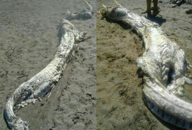 Horned seamonster ser ut som en haj eller en oarfish Cavalier & Blue Marlin Sport Fishing Gran Canaria