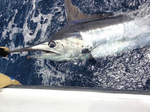 Ware Marlijnen explosie in Gran Canaria Cavalier & Blue Marlin Sport Fishing Gran Canaria