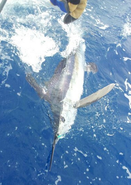 White Marlin released on the boat Cavalier Cavalier & Blue Marlin Sport Fishing Gran Canaria