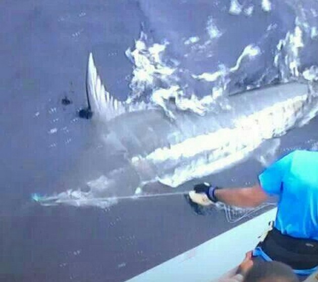 380 kg Blue Marlin released by Frank Mendrzyk from Germany Cavalier & Blue Marlin Sport Fishing Gran Canaria