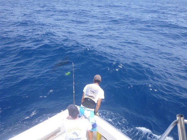 Hooked Up Cavalier & Blue Marlin Sport Fishing Gran Canaria