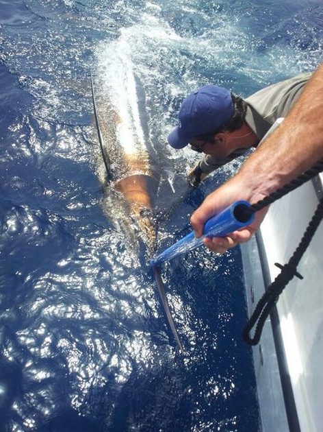 Cavalier released 6 Blue and 2 White Marlins in one week Cavalier & Blue Marlin Sport Fishing Gran Canaria