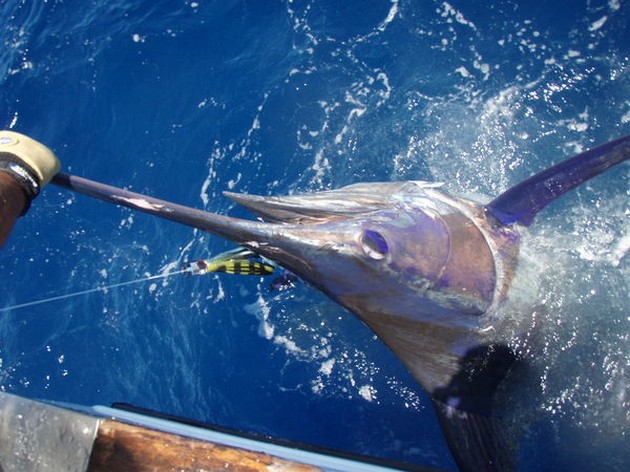 Även idag har deras fångade många marliner Cavalier & Blue Marlin Sport Fishing Gran Canaria