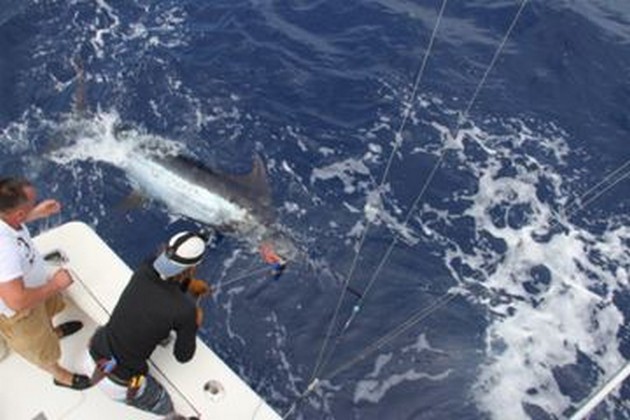 Nytt Wordlrecord - 532 pund Blue Marlin på 16 pund linje Cavalier & Blue Marlin Sport Fishing Gran Canaria