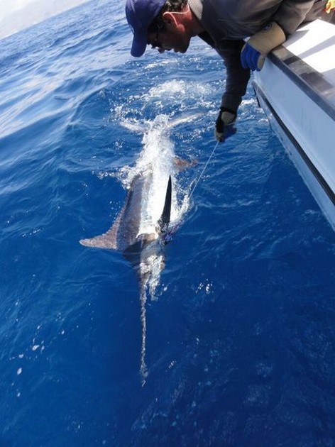 Coen Coense released een Blauwe Marlijn van 135 kg Cavalier & Blue Marlin Sport Fishing Gran Canaria