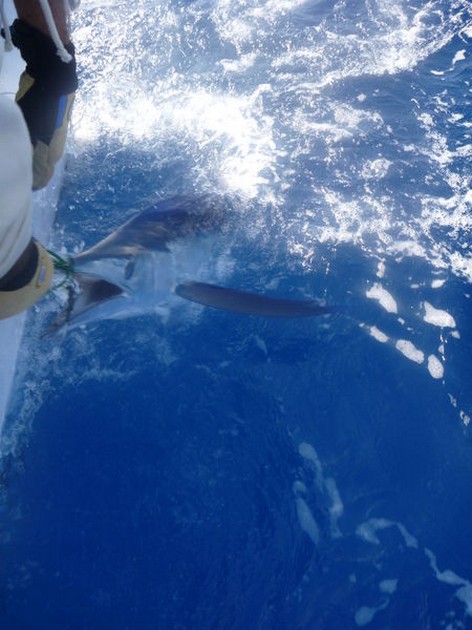 12 Blauwe Marlijnen, 9 Witte Marlijnen en 2 grote Tonijnen Cavalier & Blue Marlin Sport Fishing Gran Canaria