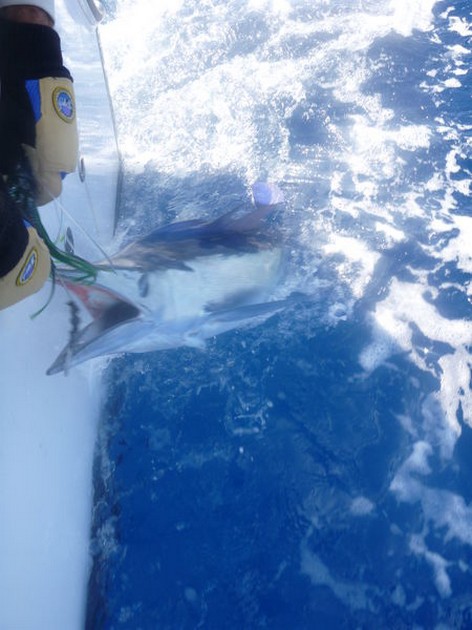 White Marlin released by Sytse van der Velde from Holland Cavalier & Blue Marlin Sport Fishing Gran Canaria