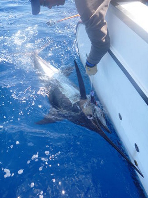 Semesterwebmaster Cavalier & Blue Marlin Sport Fishing Gran Canaria