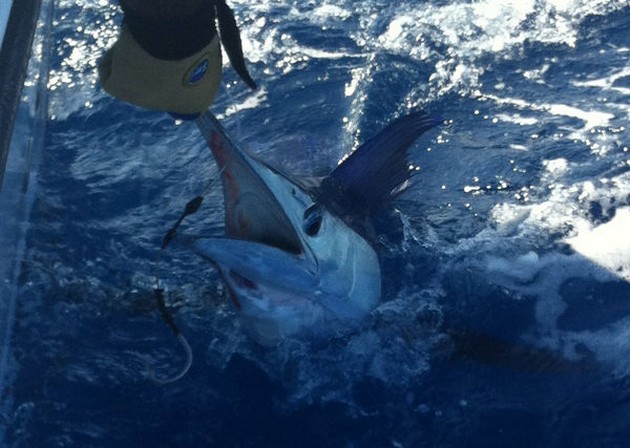 Release Me !!! - Released by Sytse van der Velde from Holland Cavalier & Blue Marlin Sport Fishing Gran Canaria