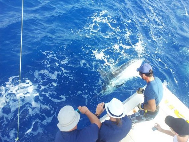 220 en 150 kg blauwe marlijnen één vistrip Cavalier & Blue Marlin Sport Fishing Gran Canaria