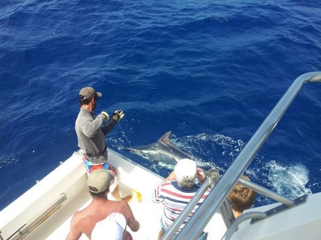 Opnieuw volop marlijnen vangsten ! Cavalier & Blue Marlin Sport Fishing Gran Canaria
