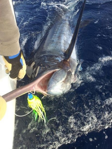 Cavalier released alweer een  225 en 200 kg marlijn ! Cavalier & Blue Marlin Sport Fishing Gran Canaria